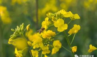 求《闲花野草逢春生》这首歌