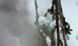 好花知时节当春乃发生的意思